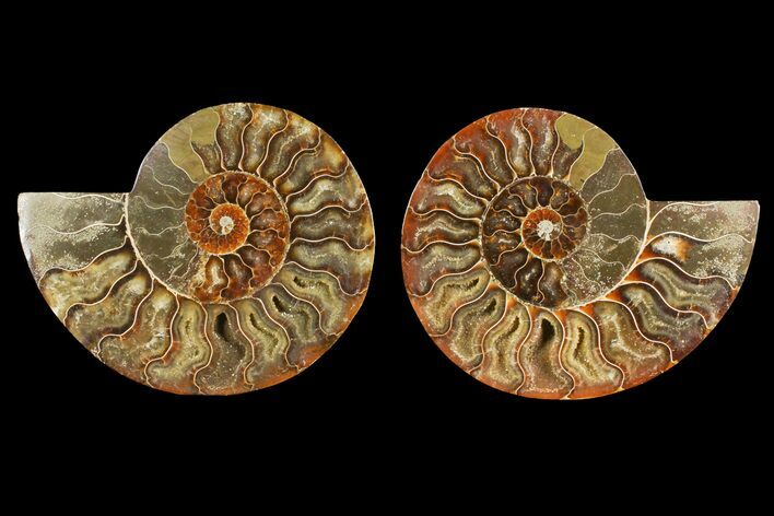 Agate Replaced Ammonite Fossil - Madagascar #150909